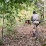 a55Dgudl-caes-localizam-crianca-desaparecida