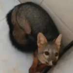 cHlPZXCO-raposa_acheisudoeste-jpeg