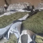 hVVd0eX5-apreensao-de-maconha-jpg