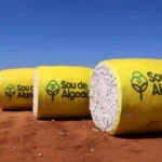 pB9qaEI2-Safra-de-algodao-agro-producao-baiana-jpg