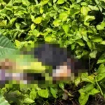 qzufwmhG-Corpo-encontrado-na-Lagoa-Grande-jpg