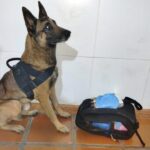 AtfZxR0M-caofarejador_cipeleste-1