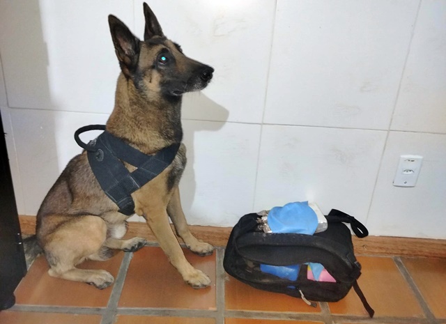 AtfZxR0M-caofarejador_cipeleste-1