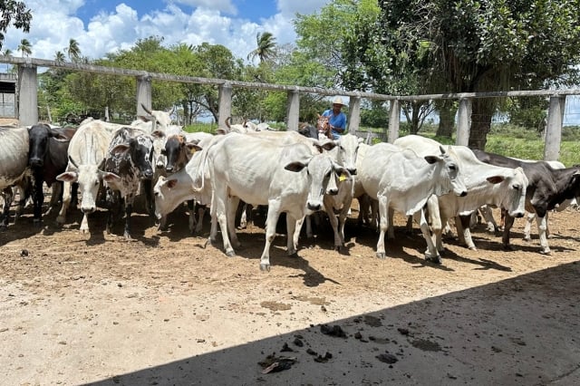 MAz8O0WM-Prefeitura-e-CONAFER-iniciam-inseminacao-para-melhoramento-genetico-de-rebanhos-no-dia-8-gado