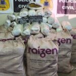 100-kg-de-maconha-sao-apreendidos-pela-Policia-Civil-em-Irece