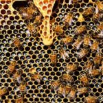 Abelhas-foto-pixabay-1