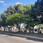 Arvores-arborismo-canteiro-da-getulio-vargas-ft-Ney-silva-do-acorda-cidade4