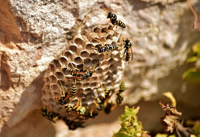 Enxame-de-abelhas-Foto-Freepik