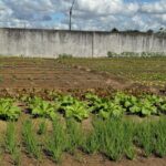materiais-e-alimentos-produzidos-por-internos-de-presidios-da-Bahia-Fenagro2