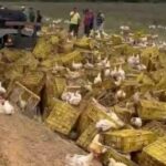 psfgszz8-acidente-carreta-com-galinhas