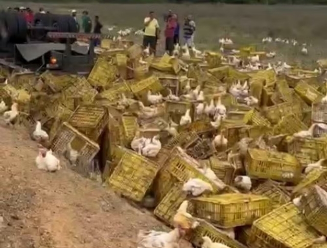 psfgszz8-acidente-carreta-com-galinhas