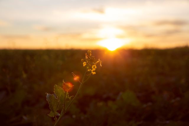 tNFcihWJ-amanhecer-sol-dia-foto-freepik