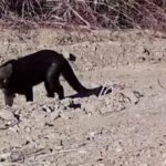 Gato-mourisco-1
