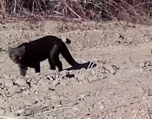 Gato-mourisco-1