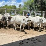MAz8O0WM-Prefeitura-e-CONAFER-iniciam-inseminacao-para-melhoramento-genetico-de-rebanhos-no-dia-8-gado