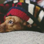 PET-PIXABAY
