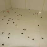 YqrqdgTP-9281-achei-sudoeste-ataque-de-abelhas-em-carinhanha
