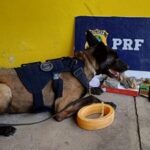 apreensao_prf_feiradesantana