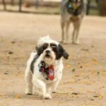 cachorro-animal-domestico-