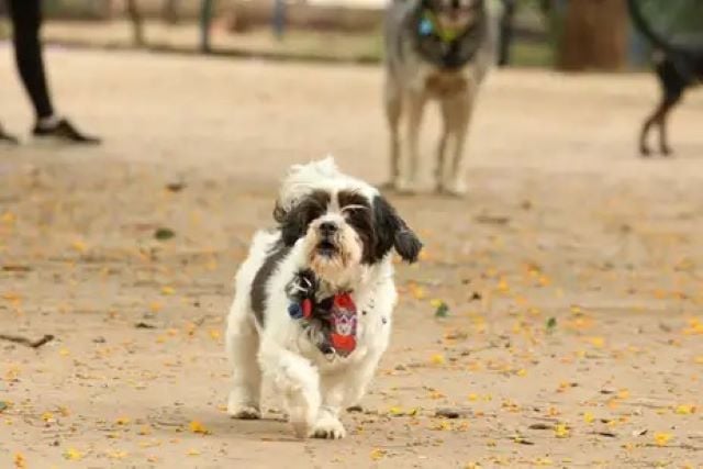 cachorro-animal-domestico-
