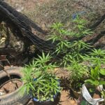 pesdemaconha_policiamilitar-3