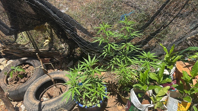 pesdemaconha_policiamilitar-3