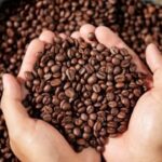 Cafe-producao