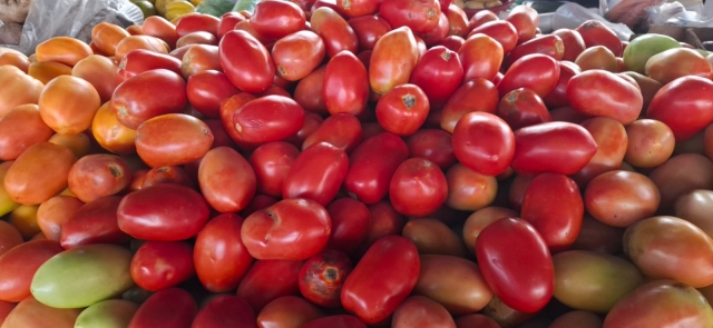 Tomate-Feirinha-da-Estacao-Nova-ft-paulo-jose-acorda-cidade1