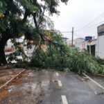 arvorecaida_edsantos_acordacidade-6