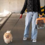 cachorro-pet-cao-animal-de-estimacao-viagem-voo-foto-freepik