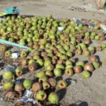 descartedecoco_pj_acordacidade-1
