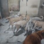 doacao-animais-sandra-foto-ed-santos-acorda-cidade-01