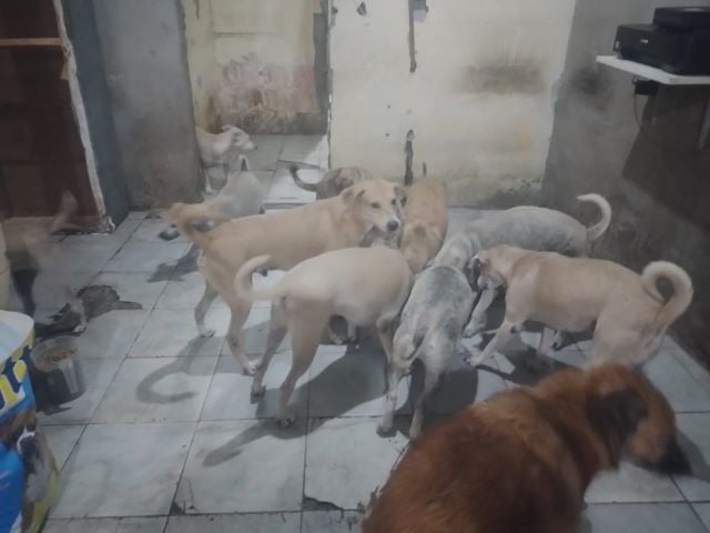 doacao-animais-sandra-foto-ed-santos-acorda-cidade-01
