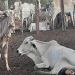 gado-bois-estiagem-seca-FtLay-AmorimAchei-Sudoeste
