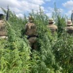 pes-de-maconha