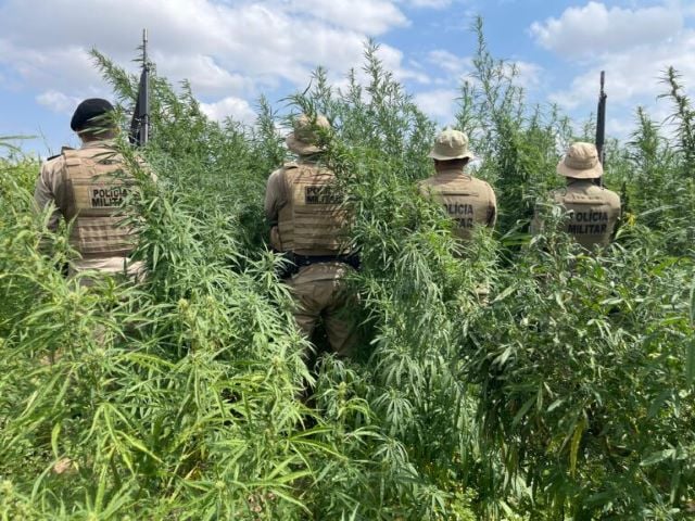pes-de-maconha