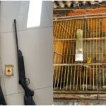 Apreensao-de-armas-e-animais-em-Santo-Estevao