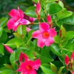 K7kS7Yen-Mandevila-do-brasil-encante-se-com-as-cores-da-Dipladenia-na-seu-jardim-2