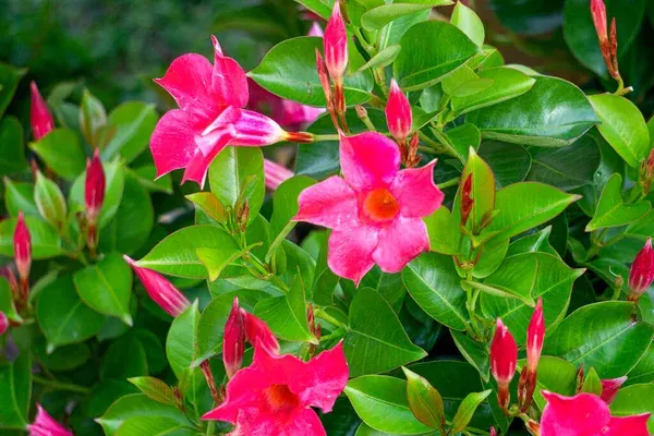 K7kS7Yen-Mandevila-do-brasil-encante-se-com-as-cores-da-Dipladenia-na-seu-jardim-2