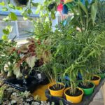 Loja-de-plantas-ft-Ney-Silva-Acorda-Cidade-77