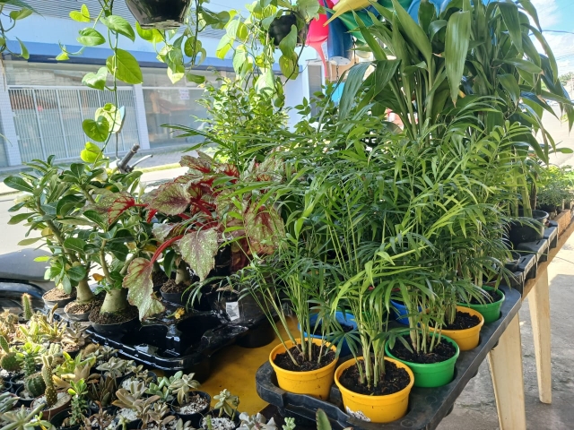 Loja-de-plantas-ft-Ney-Silva-Acorda-Cidade-77
