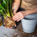 Pxf0yv5j-O-que-fazer-quando-suas-plantas-comecam-a-apodrecer-na-base-1