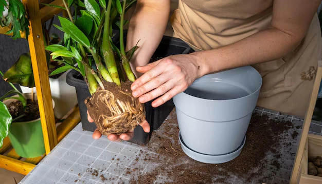 Pxf0yv5j-O-que-fazer-quando-suas-plantas-comecam-a-apodrecer-na-base-1