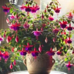 ZArPnoyj-6-dicas-para-sua-Fucsia-crescer-bem-em-vasos