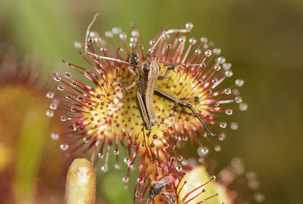 dMYQnqio-Plantas-carnivoras-Drosera-2
