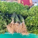hortalicas_verduras_pj_acordacidade-6