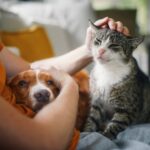 iStock-1795133707-1-pets-animais