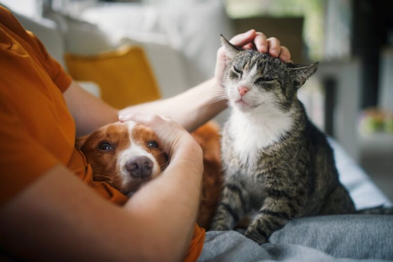iStock-1795133707-1-pets-animais