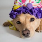 pet-carnaval-