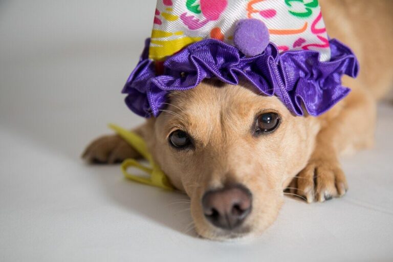 pet-carnaval-